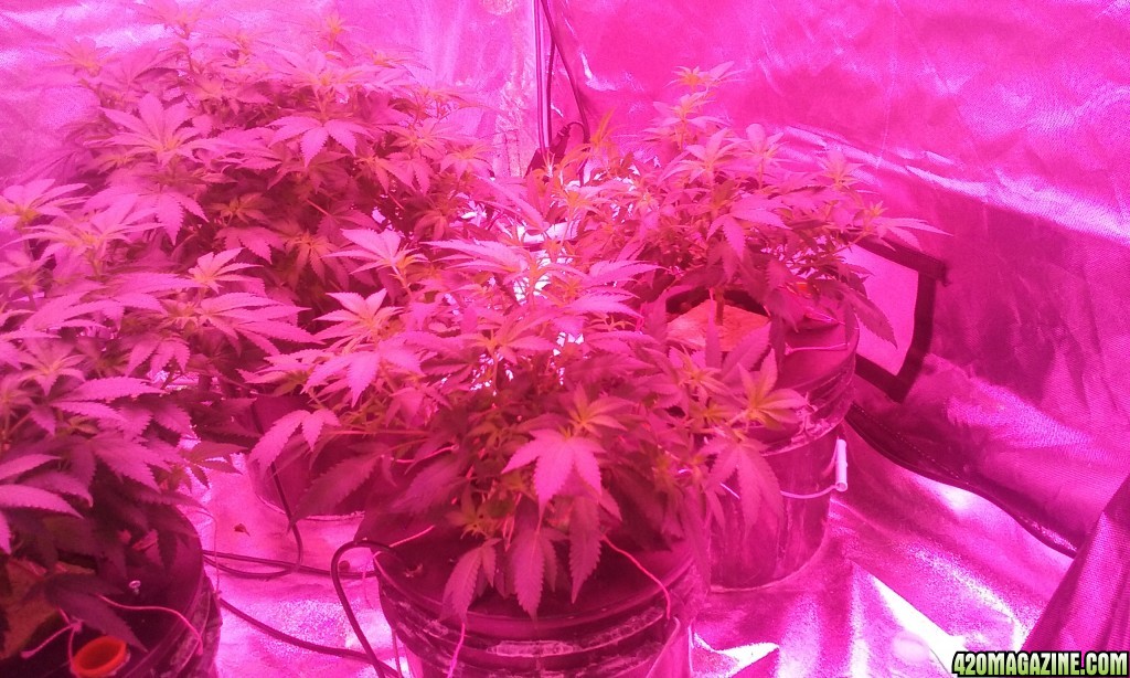 Flower day 8