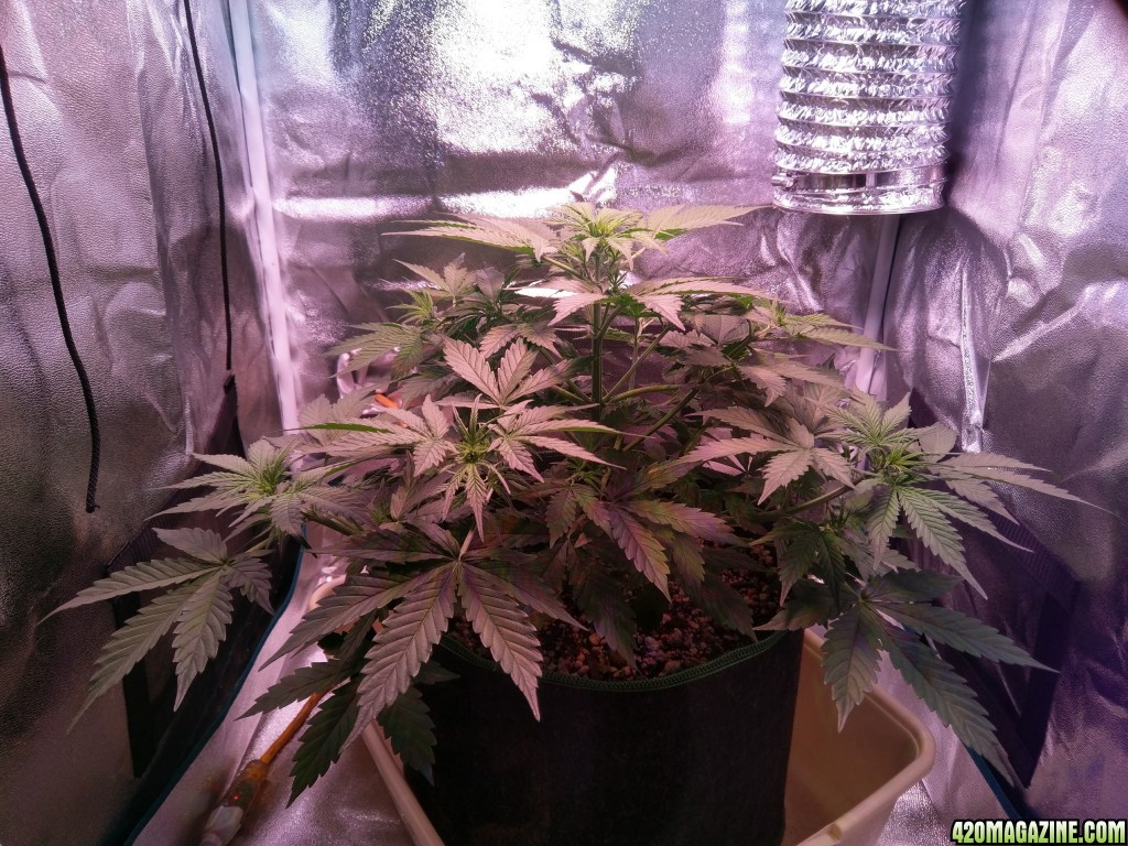 Flower - Day 9 (day 37)