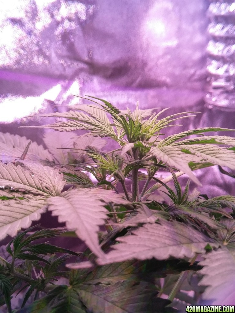 Flower - Day 9 (day 37)