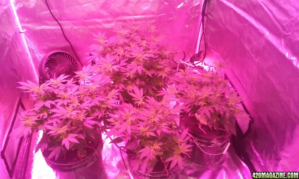 Flower day 9