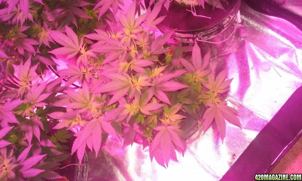 Flower day 9