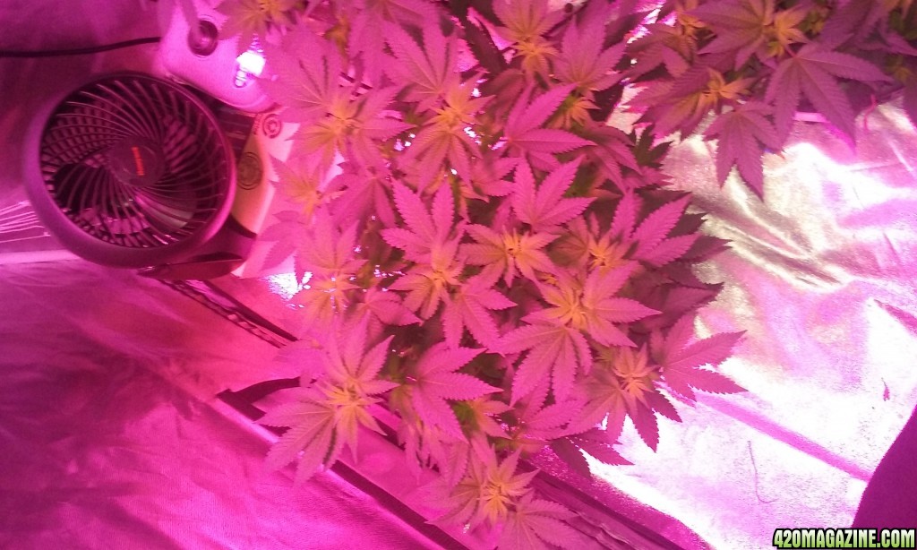 Flower day 9