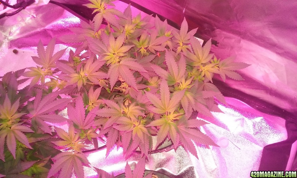 Flower day 9