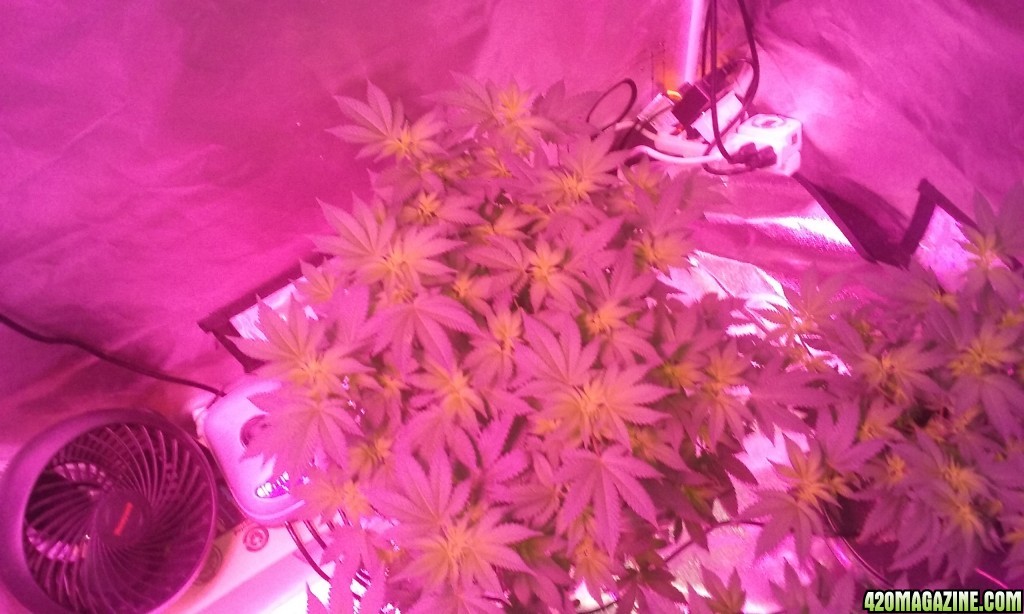 Flower day 9