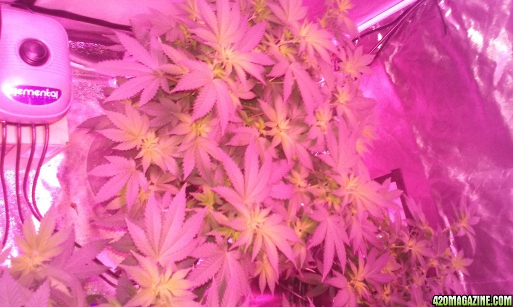 Flower day 9