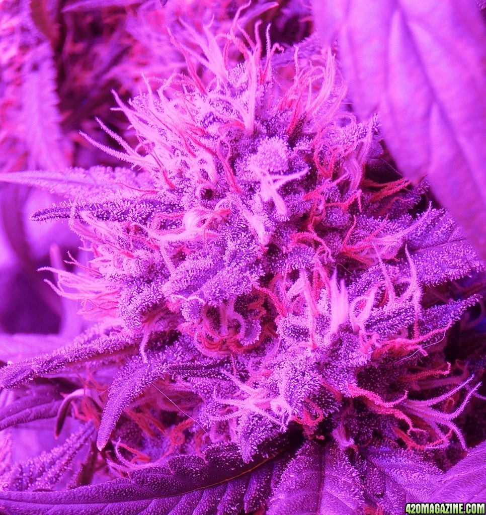 flower for 8 weeks and couple o' days