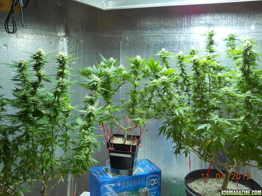 Flower Room 28 days