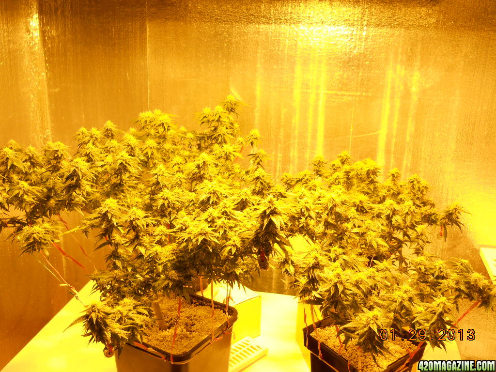 Flower room 34 days of 12/12