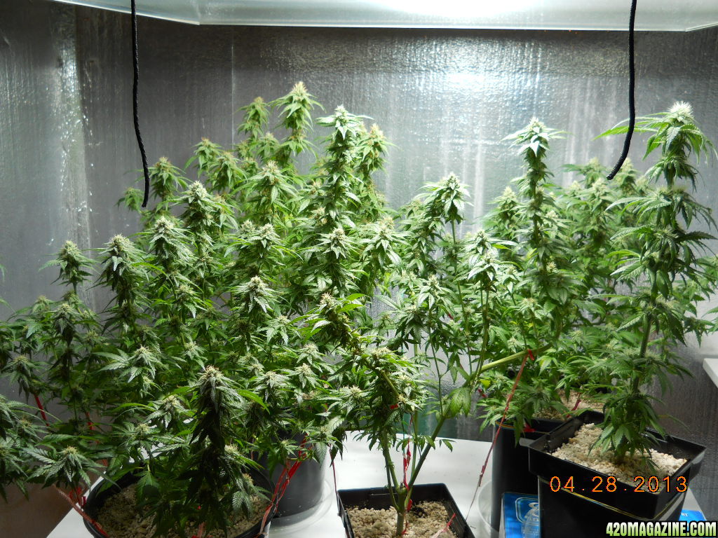 Flower Room - 39 days