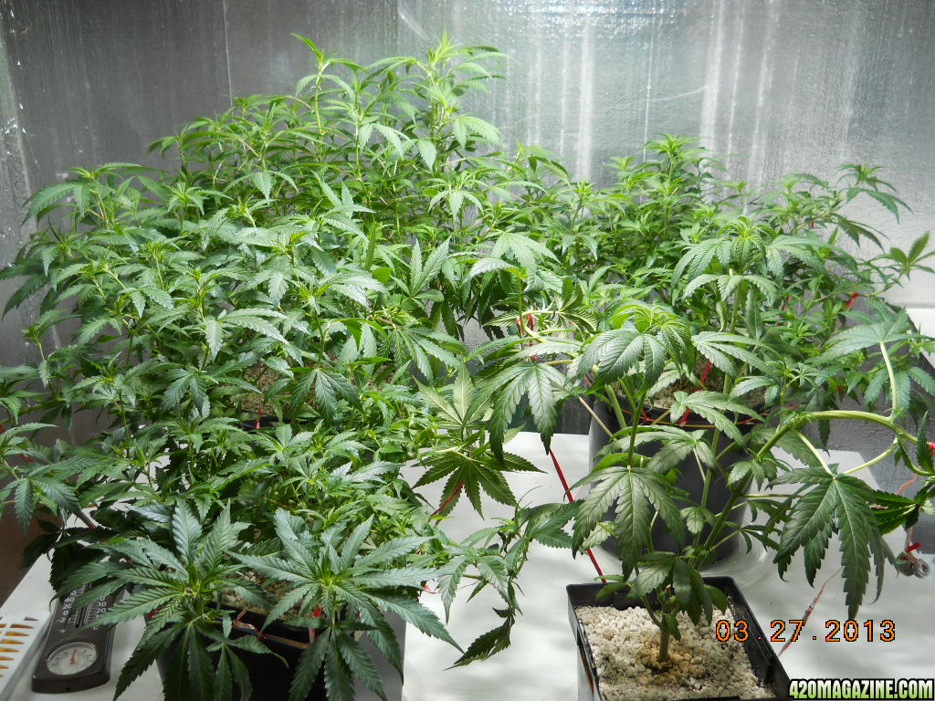 Flower Room - 4 days 12/12