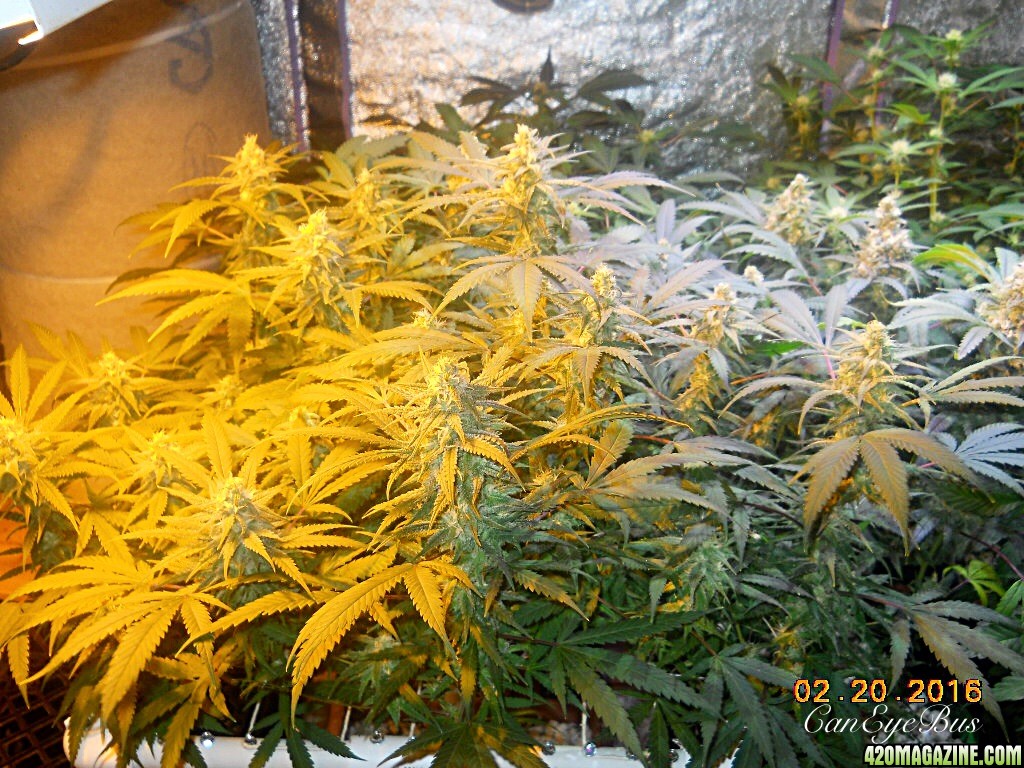 Flower room BDxBB modscrog