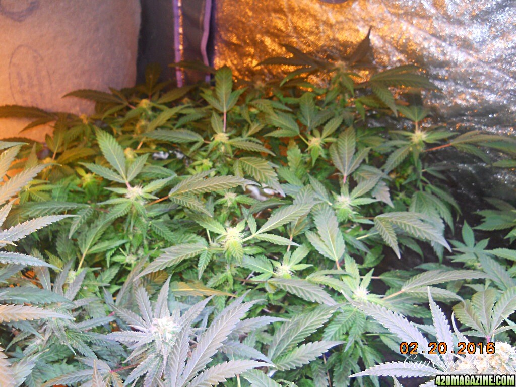 Flower room Pineapple Express modscrog