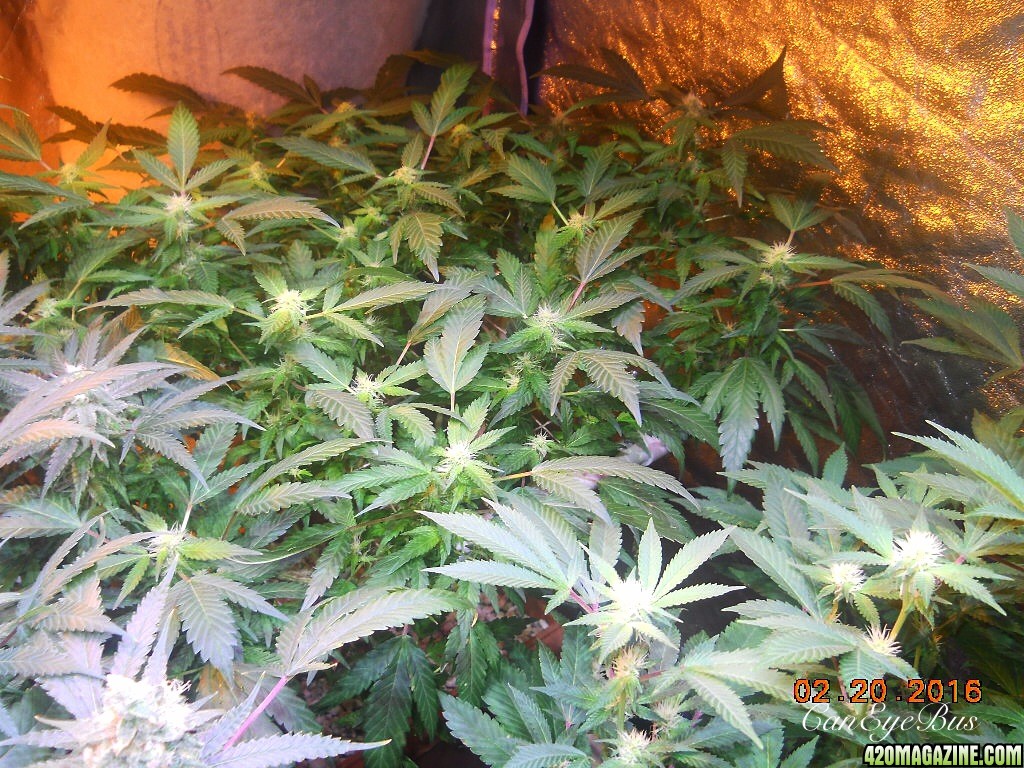 Flower room Pineapple Express modscrog