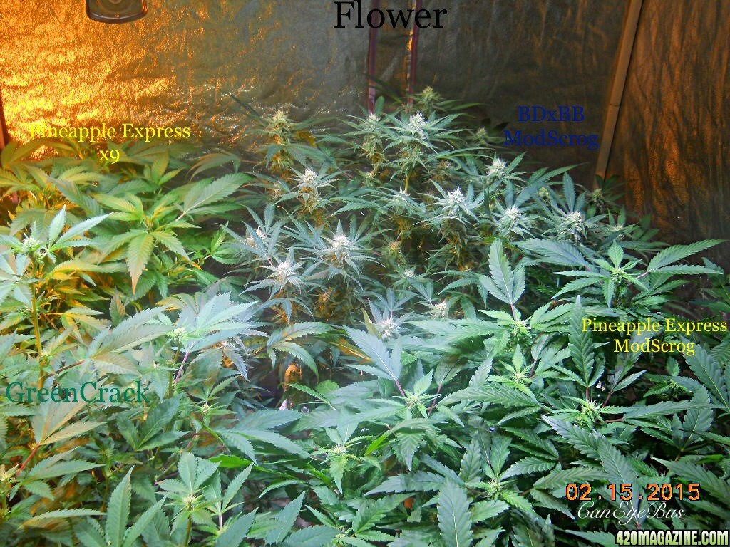 Flower room