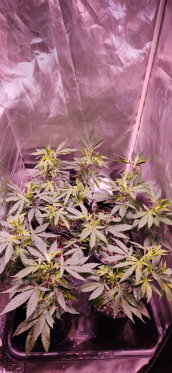 Flower tent at day 5