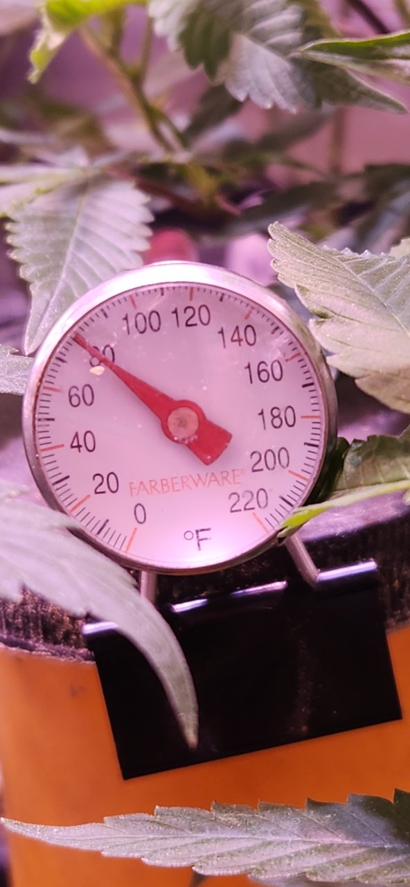 Flower tent temp in PM