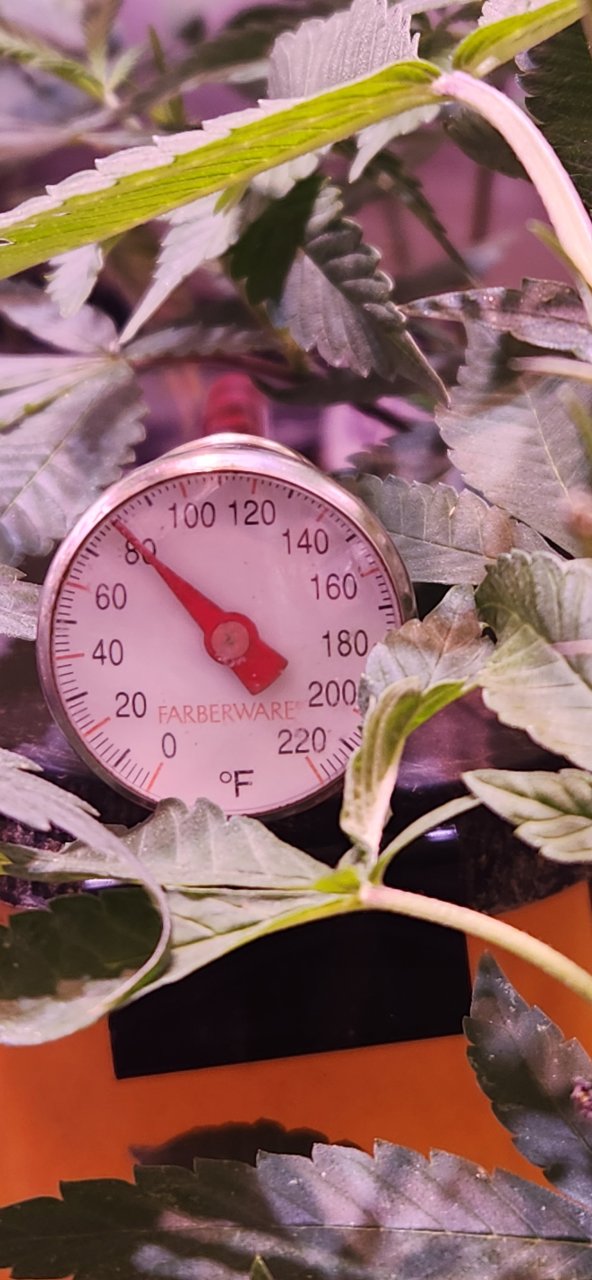 Flower tent Temp OK in AM