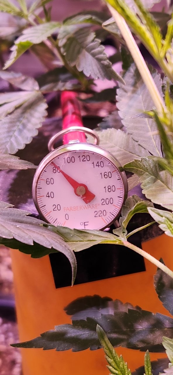 Flower tent Temp