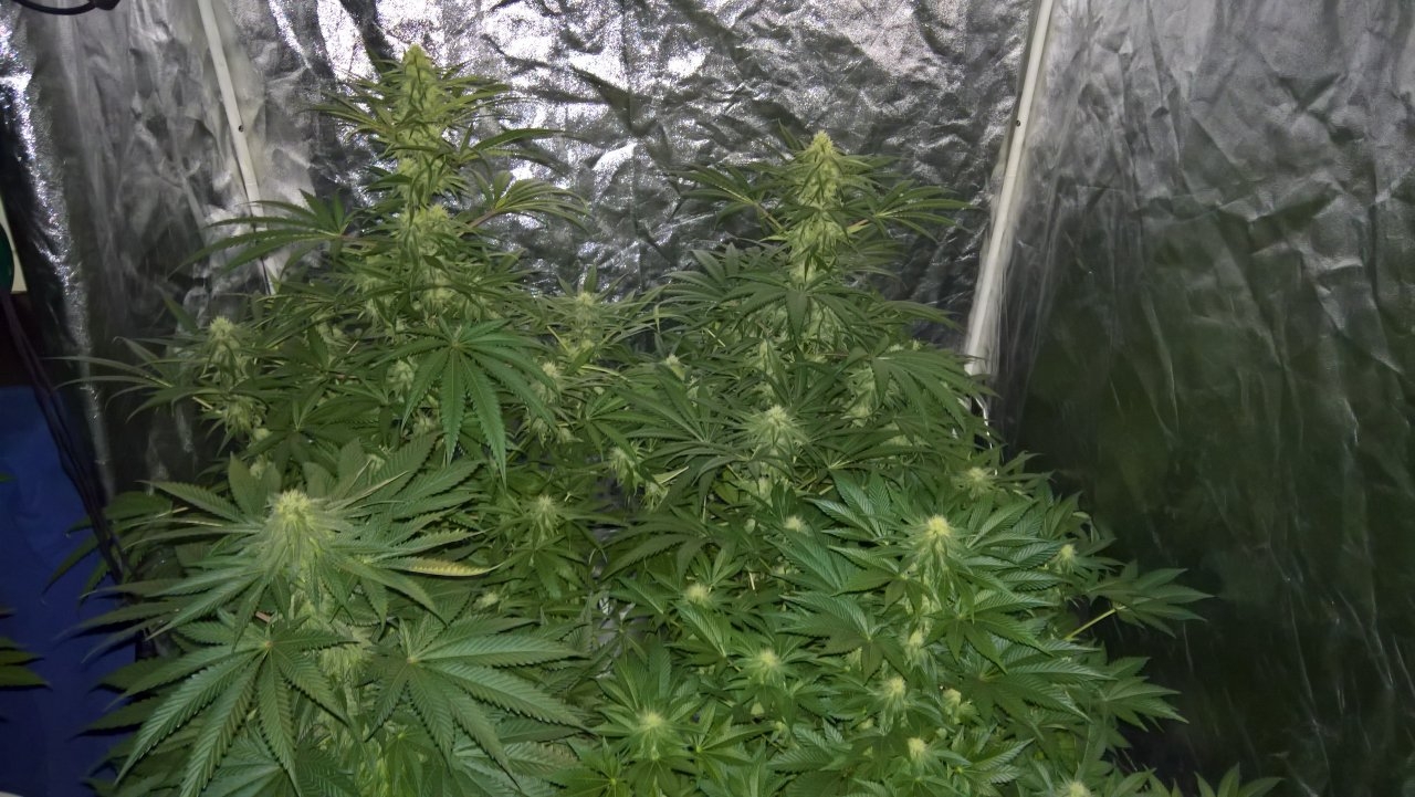 Flower tent Week 5