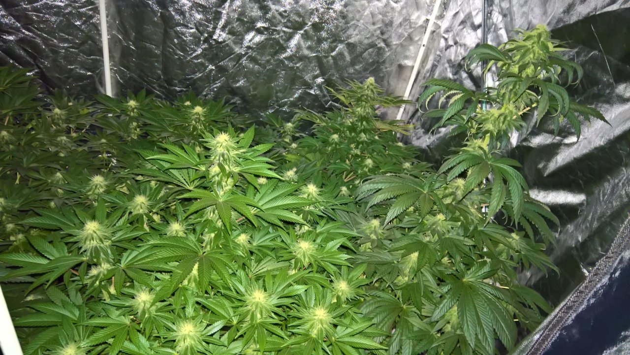 Flower tent Week 5