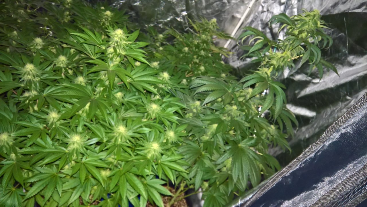 Flower tent Week 5