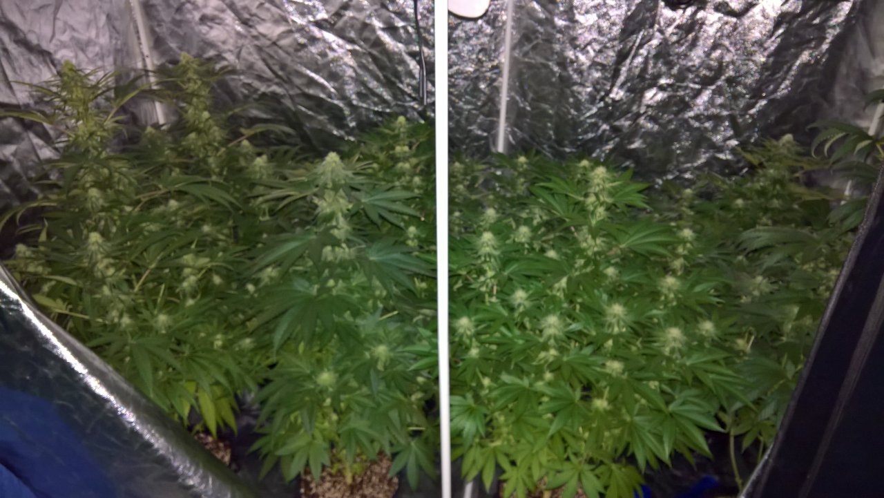 Flower tent Week 5