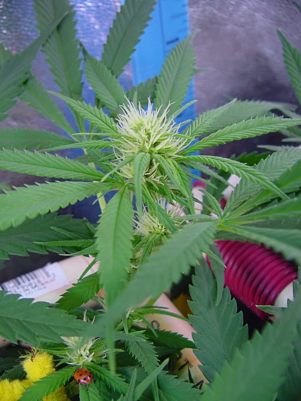 flower_14days_flower_guawi_5.jpg