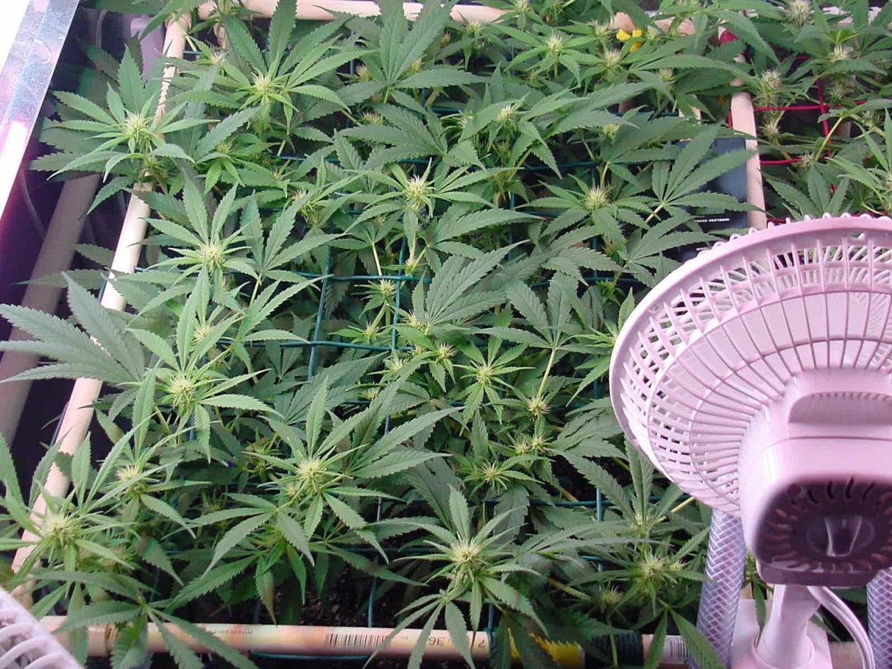 flower_14days_guawi_2.jpg