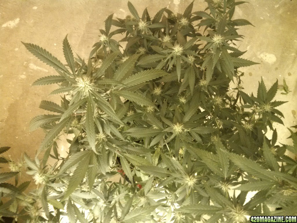 Flowering 7/13/2016