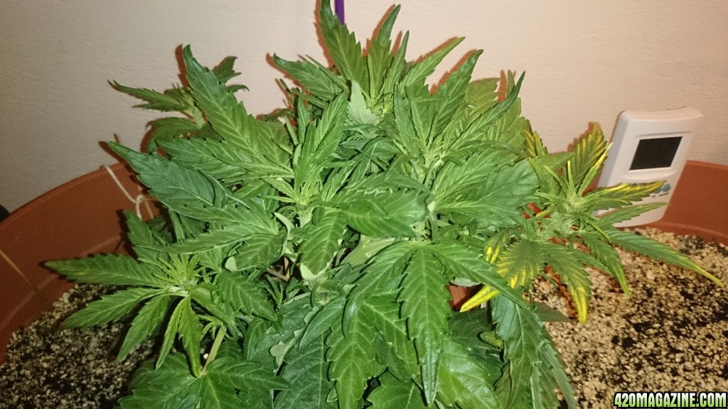 flowering auto haze