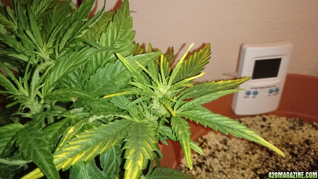 flowering auto haze