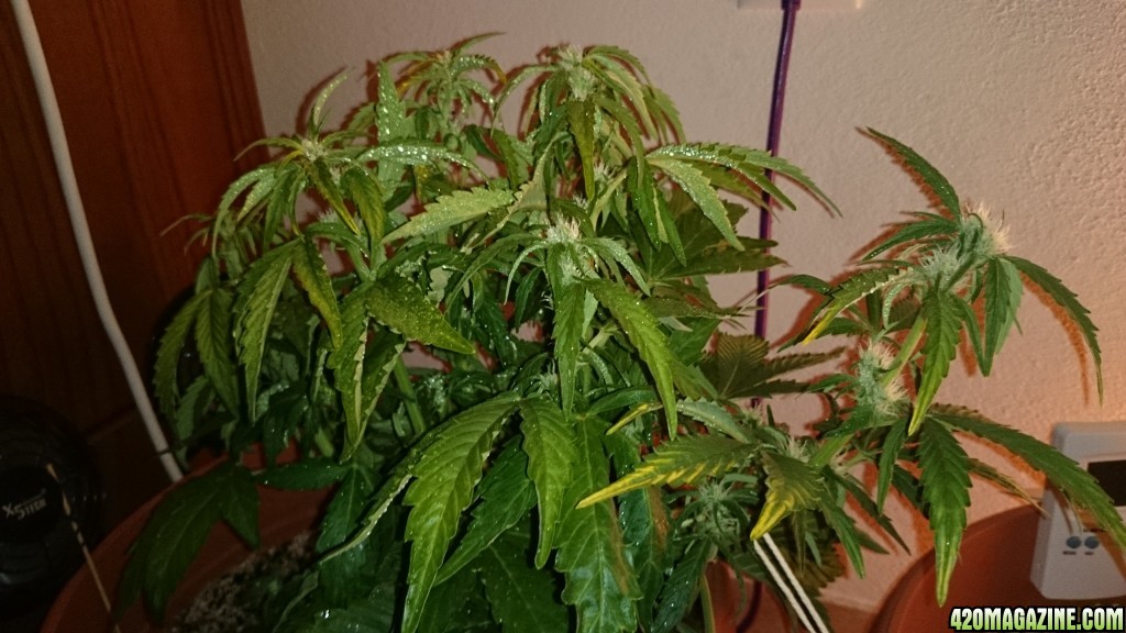 flowering auto haze