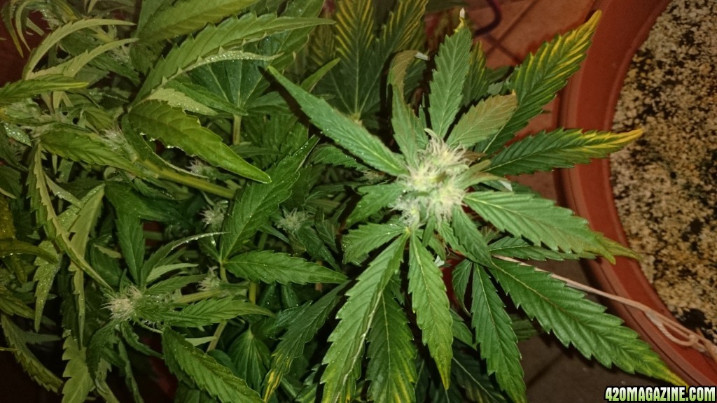 flowering auto haze