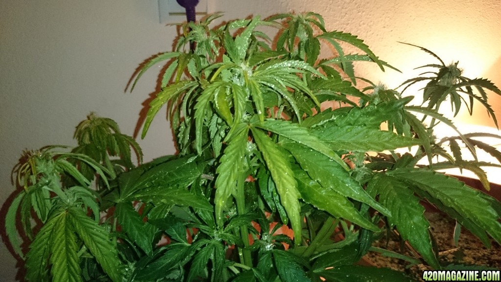 flowering auto haze