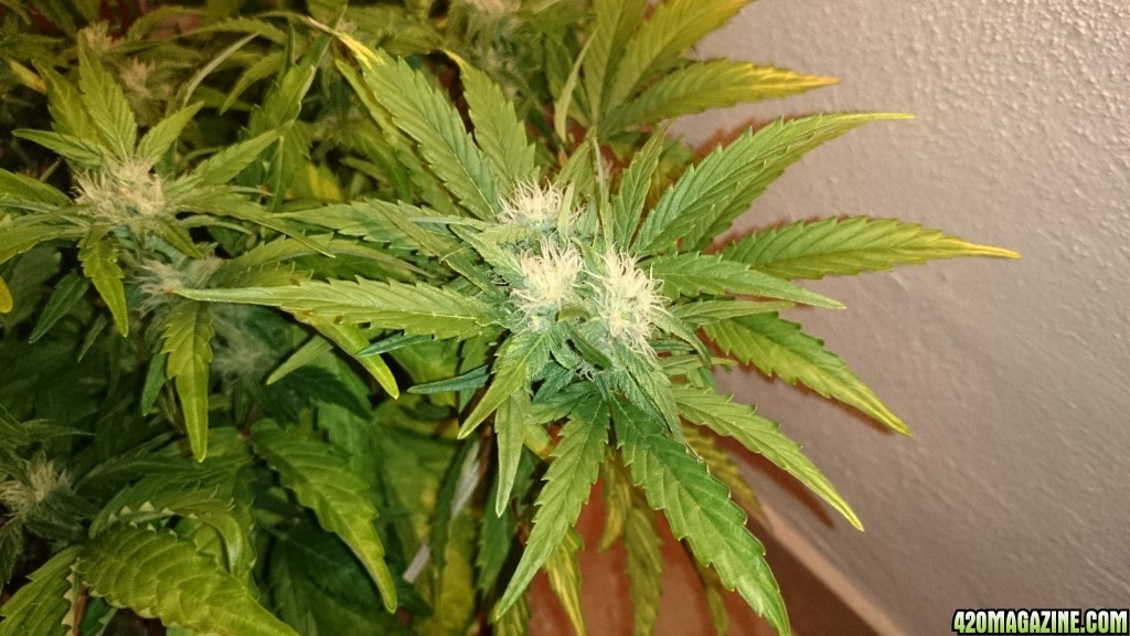 flowering auto haze