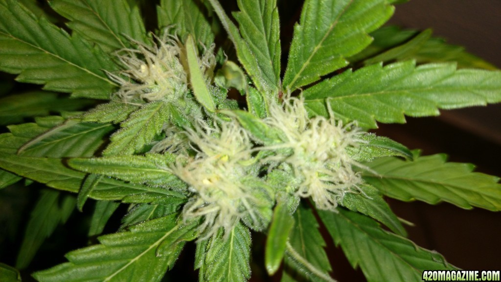 flowering auto haze