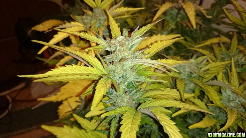 flowering auto haze