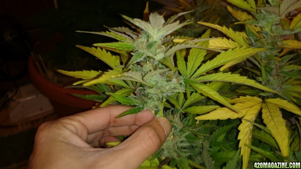 flowering auto haze