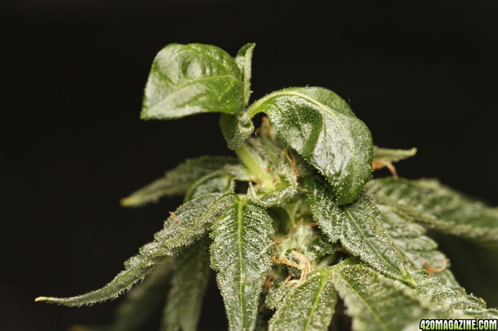 Flowering clone