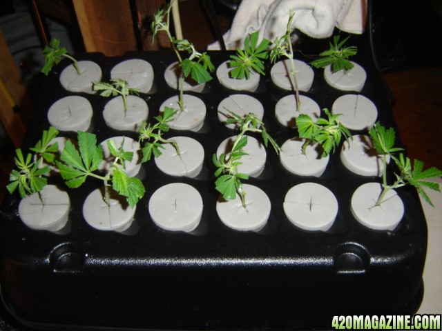 flowering clones