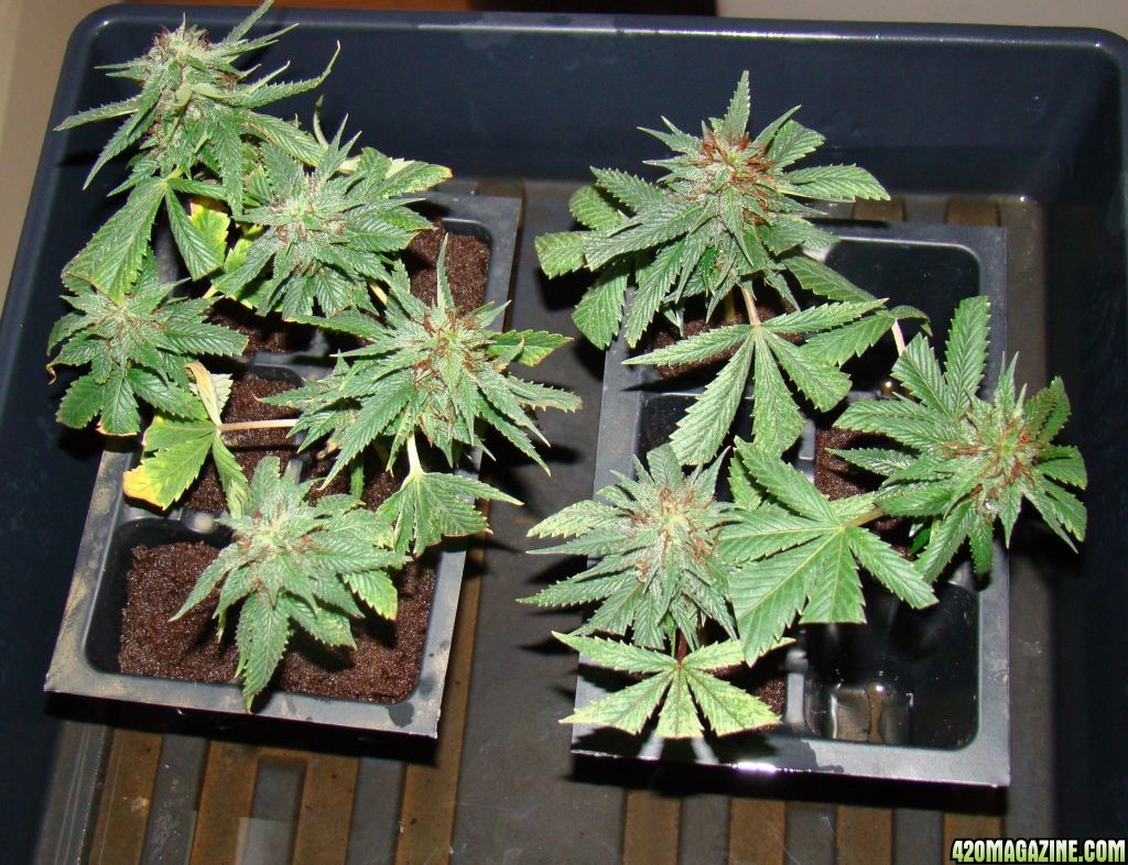 flowering clones