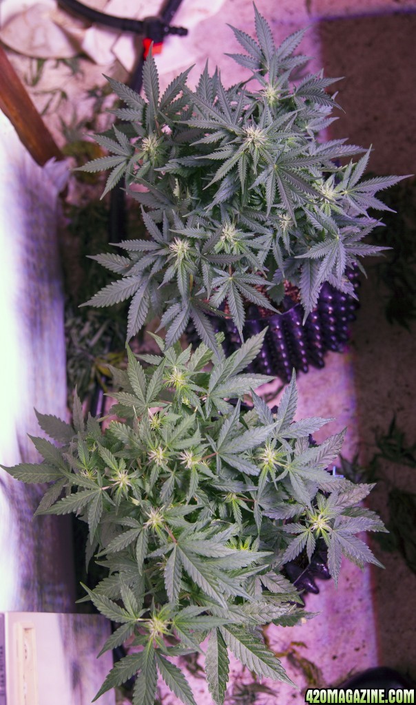 Flowering - Day 37 - Autos