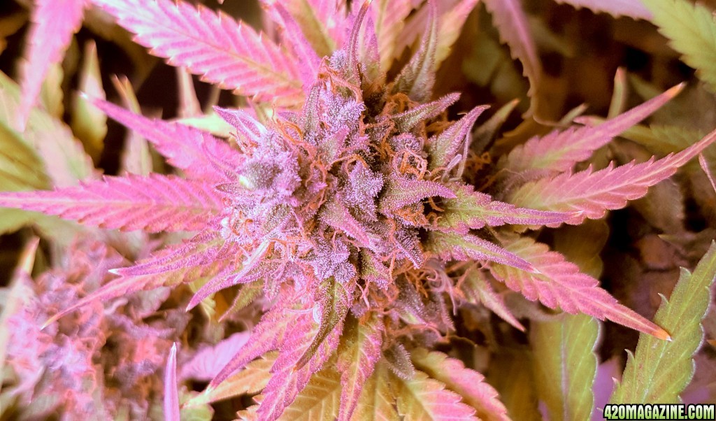 Flowering day 68