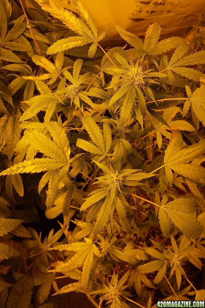 Flowering deficiencies