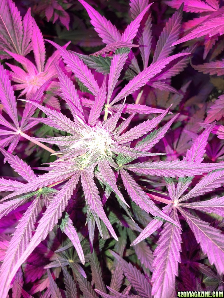 Flowering delays - Auto Haze #1