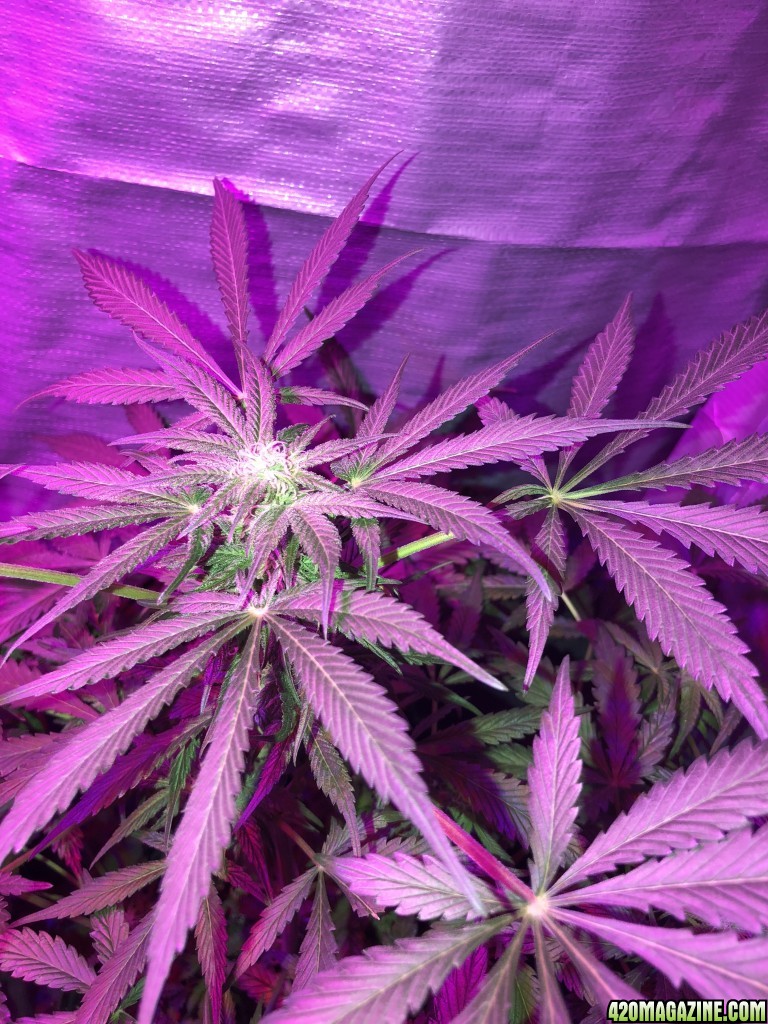 Flowering delays - Auto Haze #2