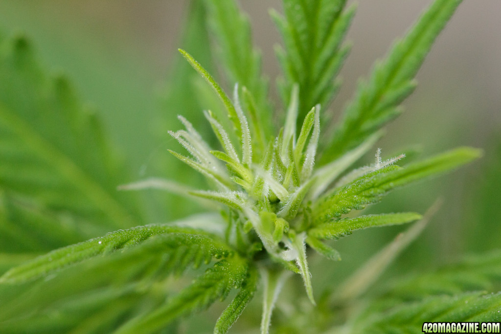 flowering from first to the eighth week