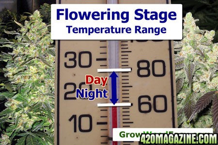 flowering-stage-optimal-temperature-sm