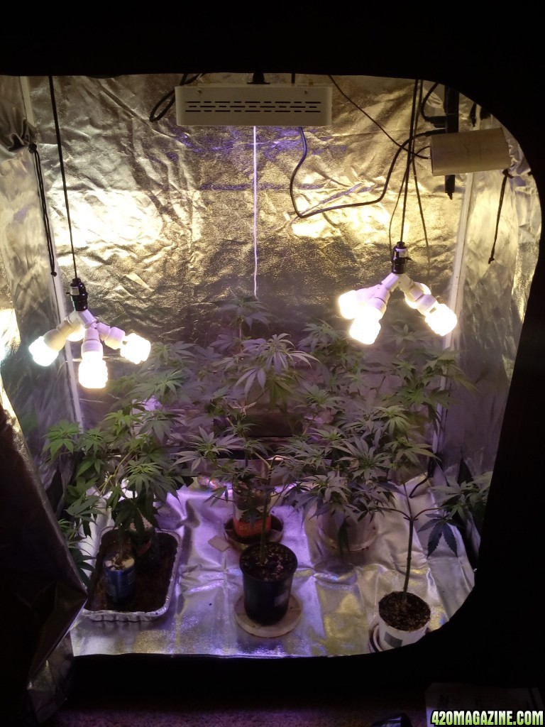 Flowering starts tomorrow