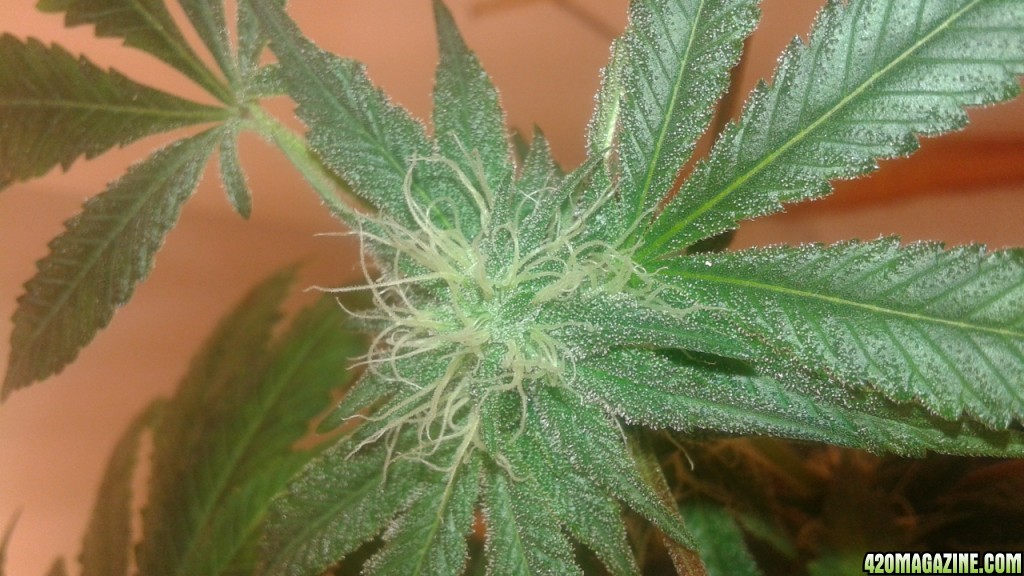 Flowering week 3